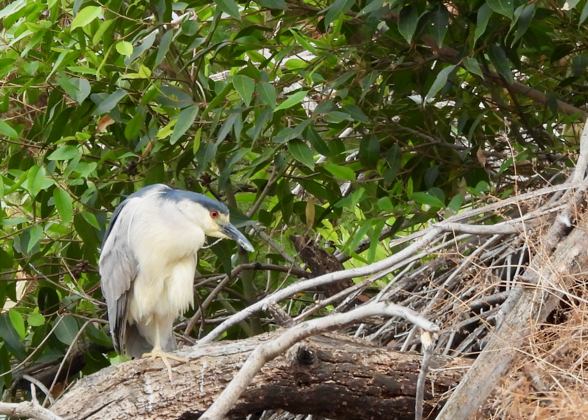 Black-crowned Night Heron - ML638504797
