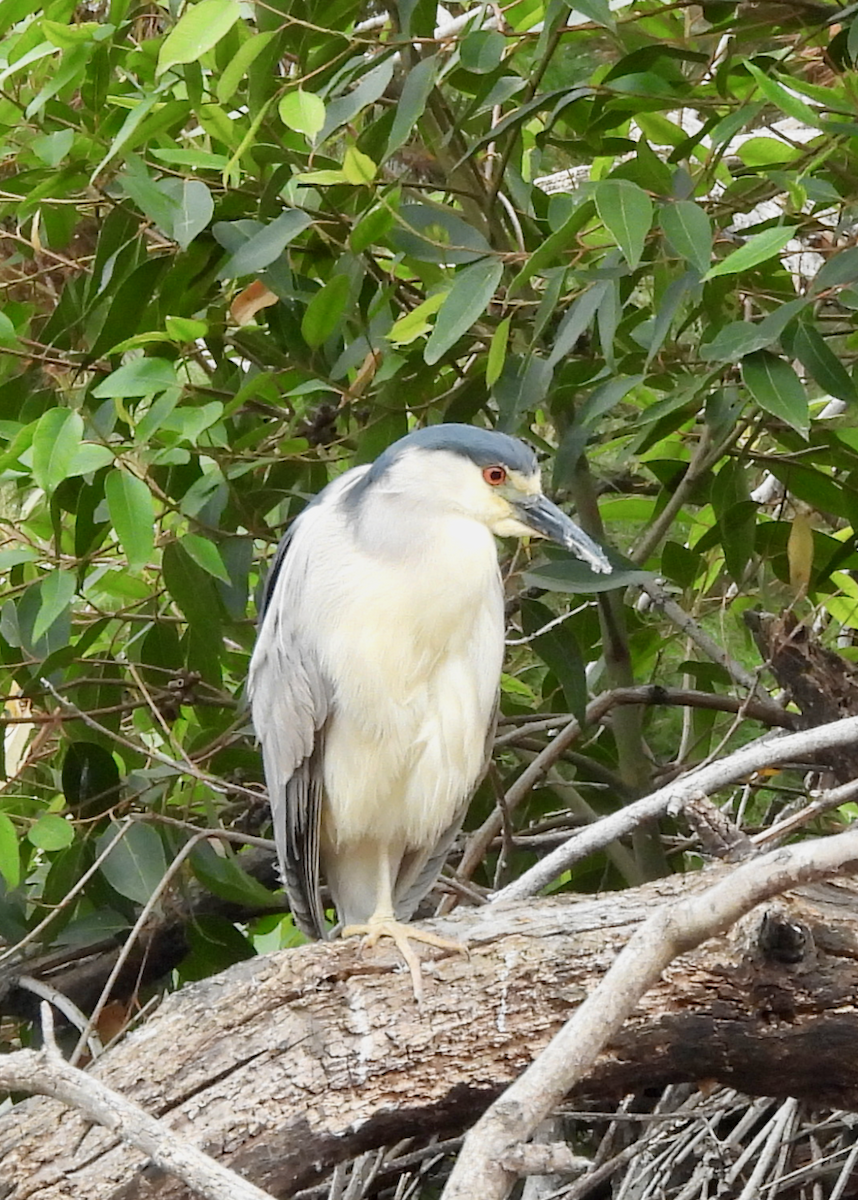 Black-crowned Night Heron - ML638504798