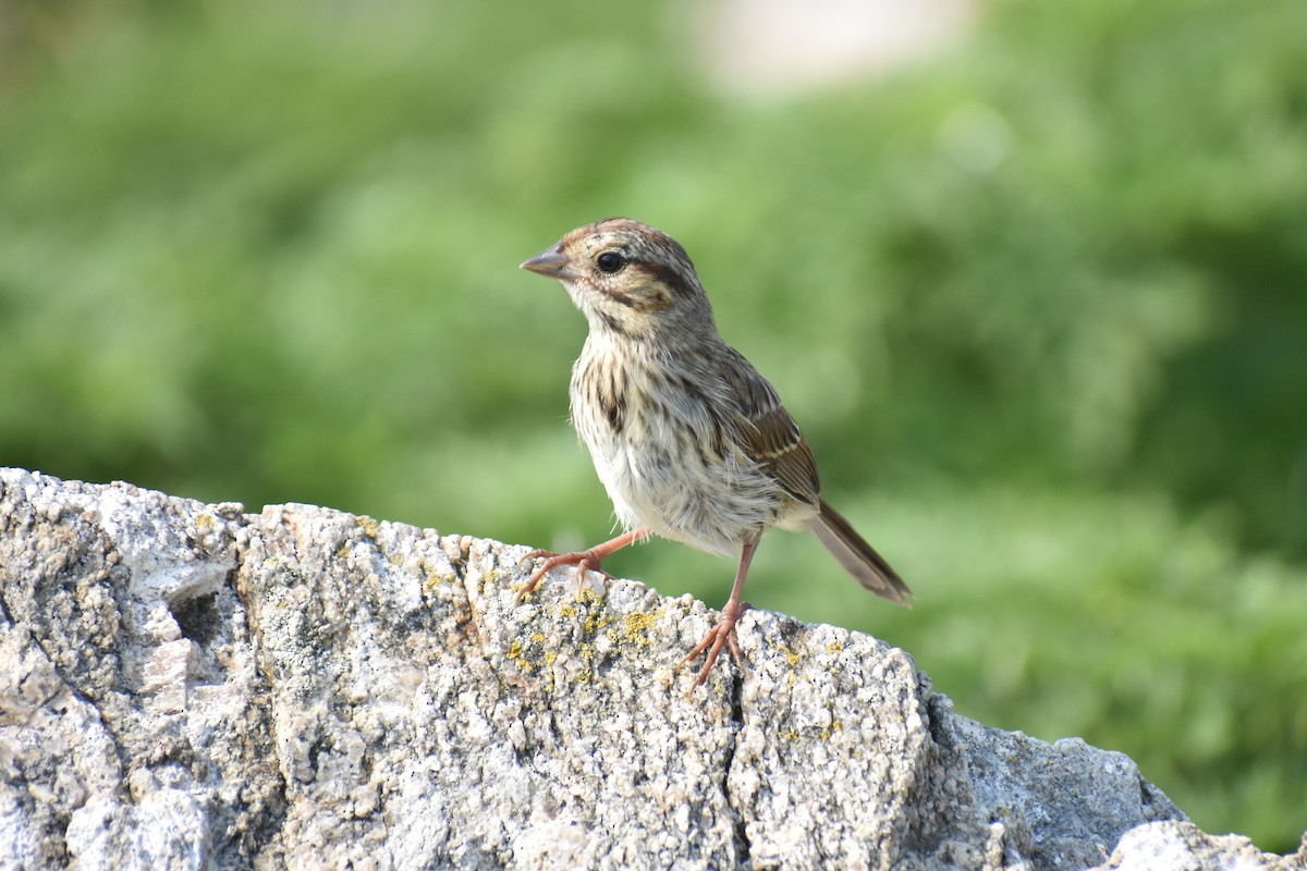 Song Sparrow - ML638504805