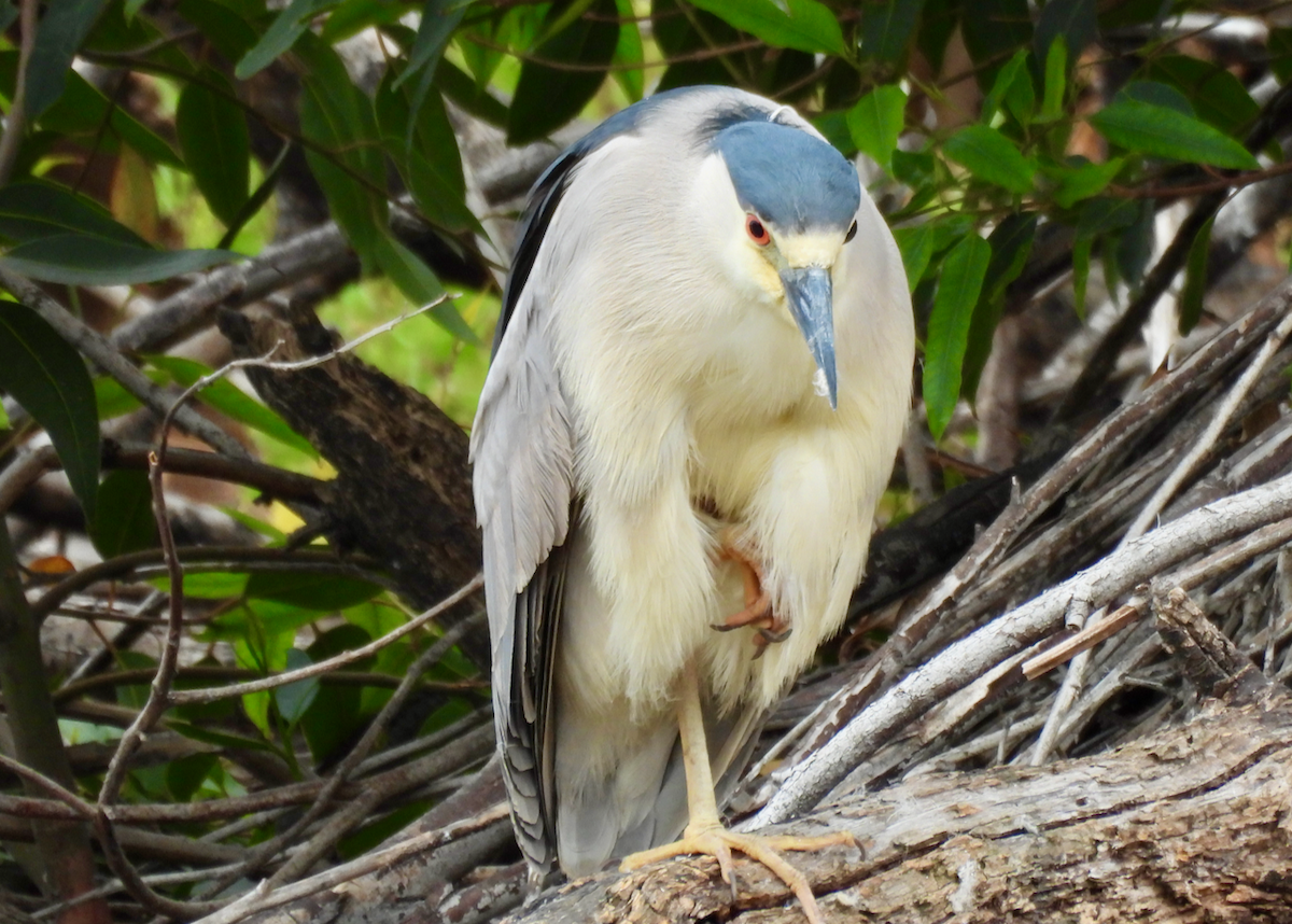 Black-crowned Night Heron - ML638504808