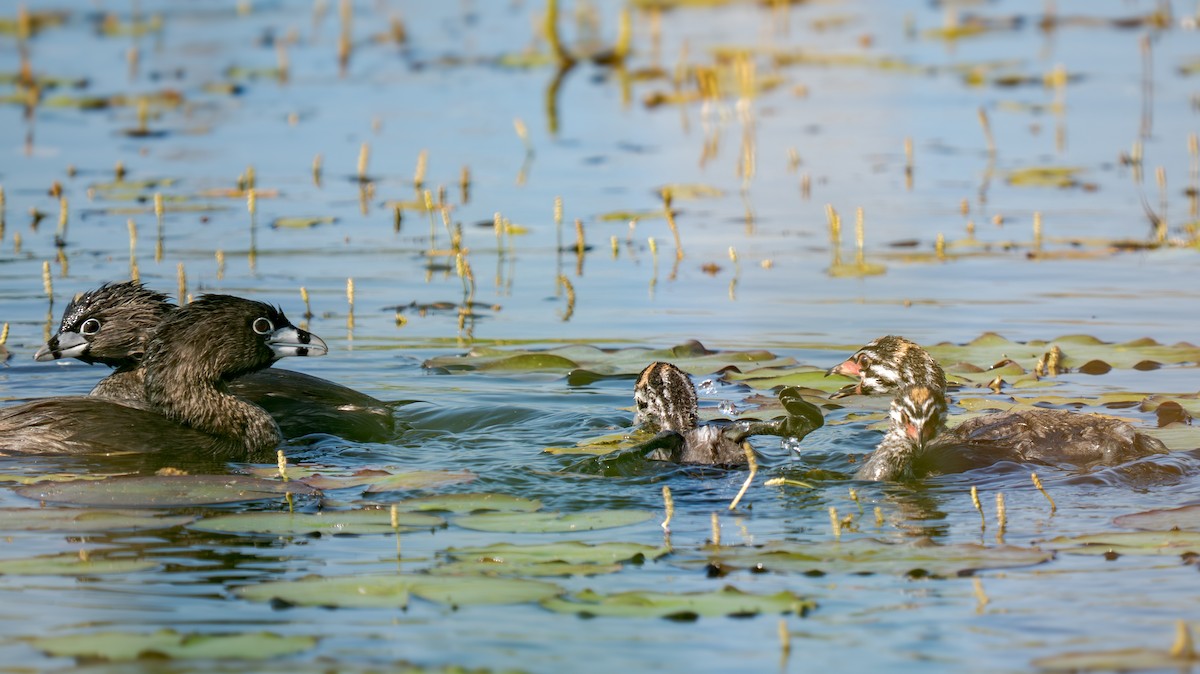 Grèbe à bec bigarré - ML638504813