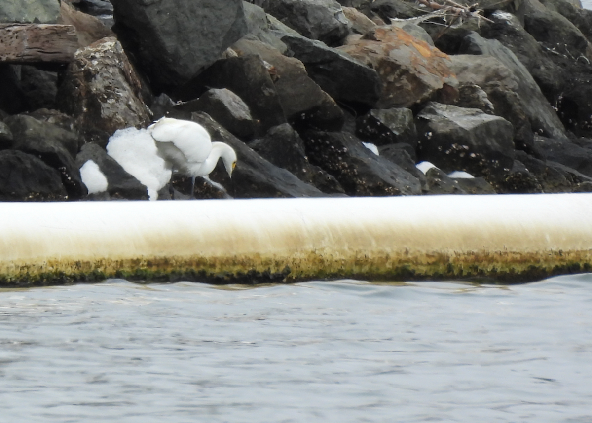 Snowy Egret - ML638504820