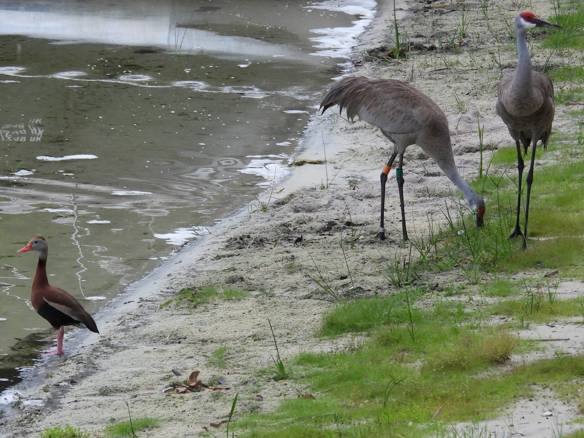Sandhill Crane - ML638504827