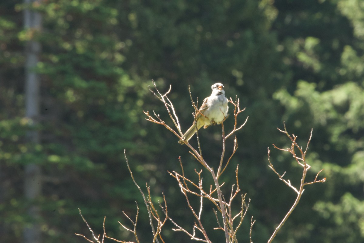 White-crowned Sparrow (oriantha) - ML638504829