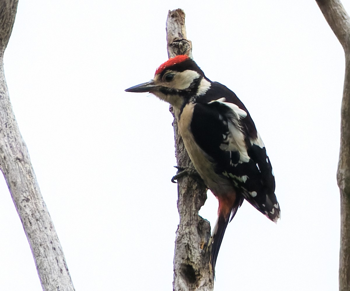 アカゲラ - ML638504832