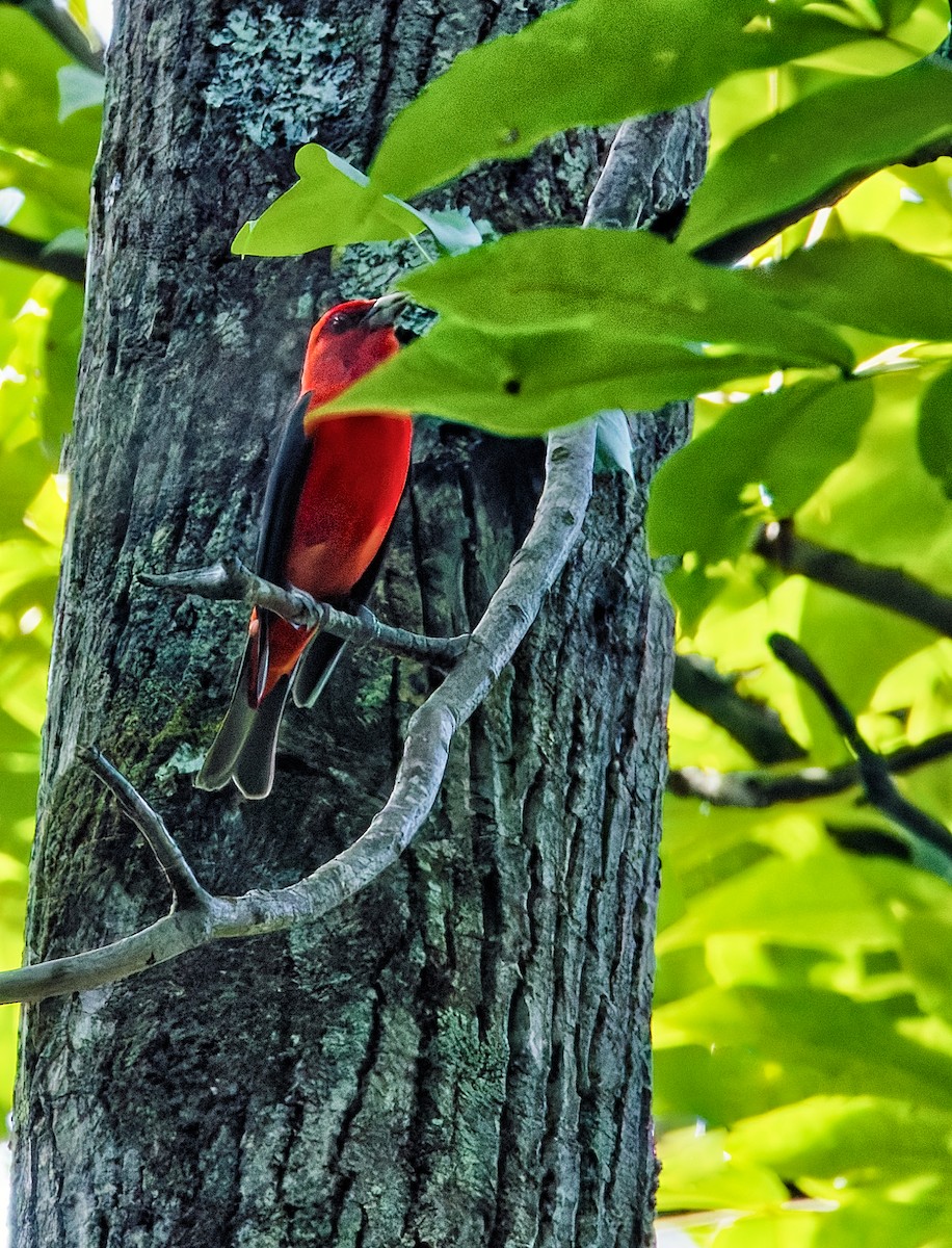 Scarlet Tanager - ML638504834