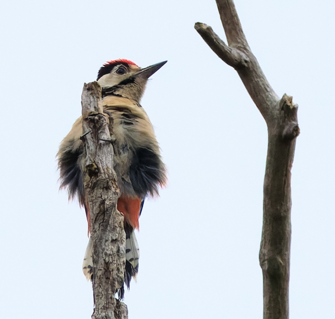 アカゲラ - ML638504835