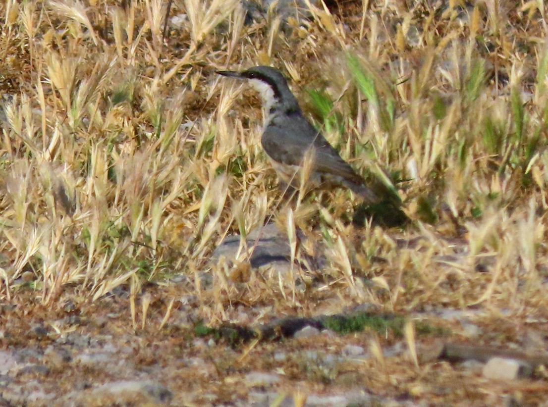 Western Rock Nuthatch - ML638504838