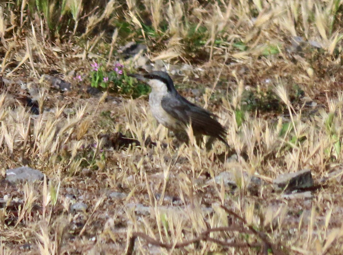Western Rock Nuthatch - ML638504839