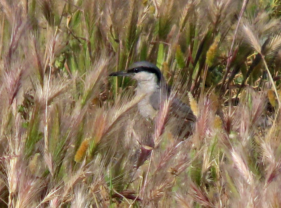 Western Rock Nuthatch - ML638504840