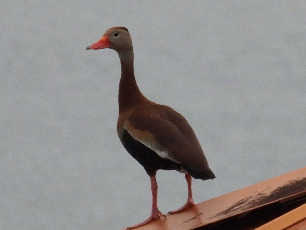 Black-bellied Whistling-Duck - ML638504846