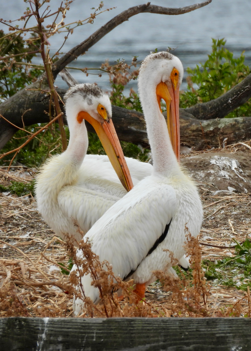 American White Pelican - ML638504849