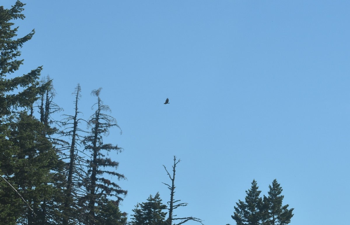 Turkey Vulture - ML638504869