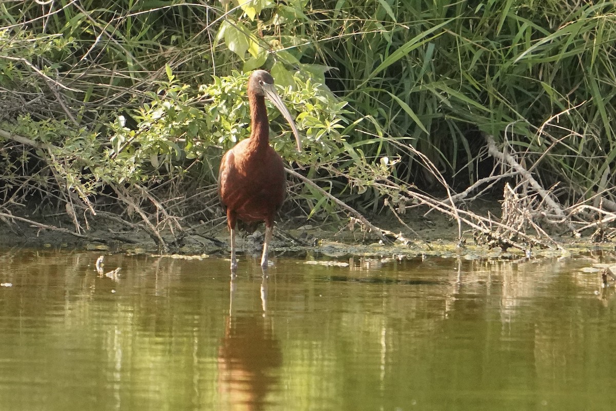 Glossy Ibis - ML638504888