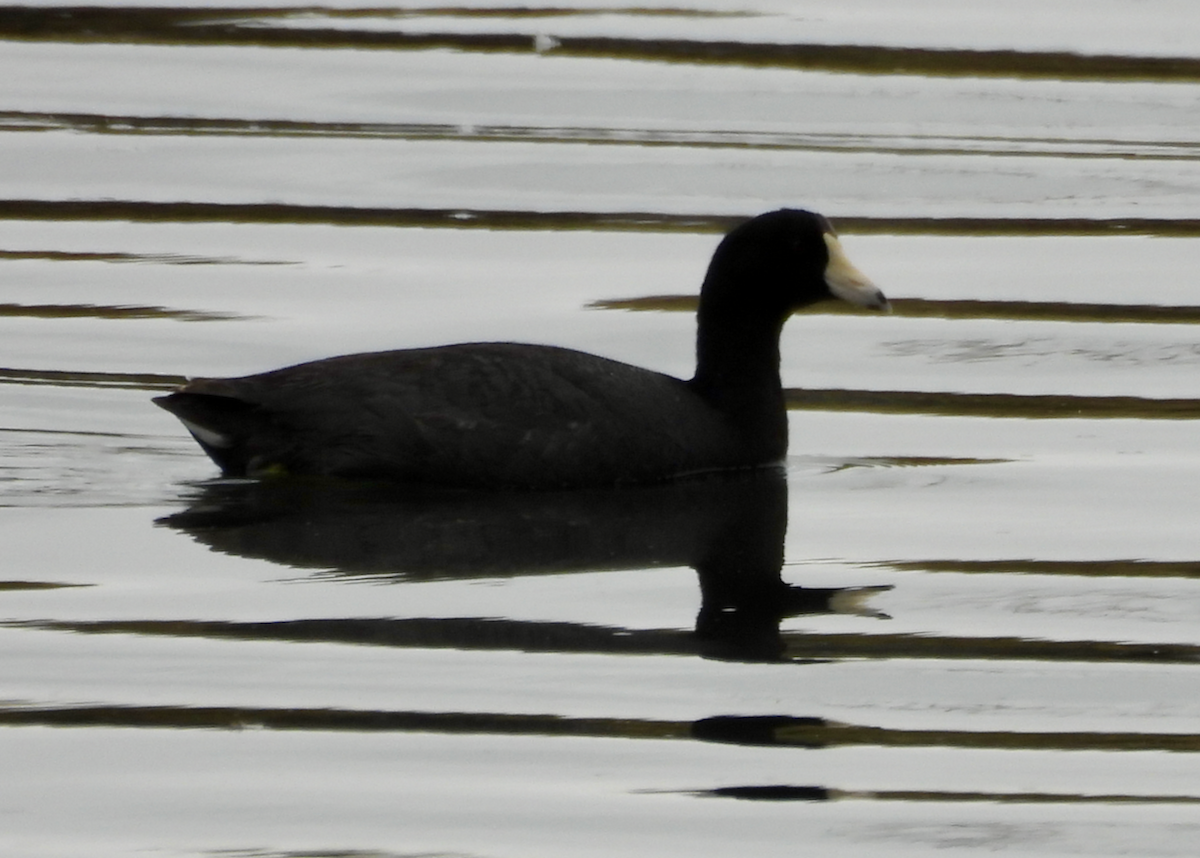 American Coot - ML638504889
