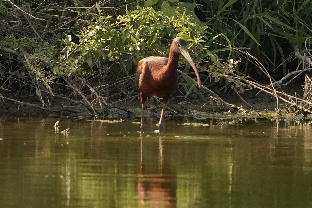 Glossy Ibis - ML638504901