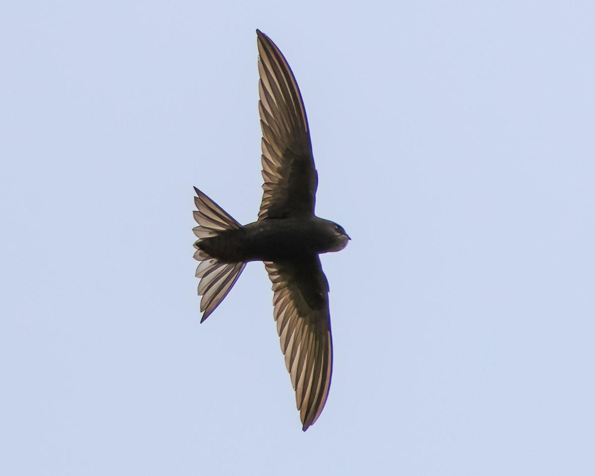 Common Swift - ML638504903