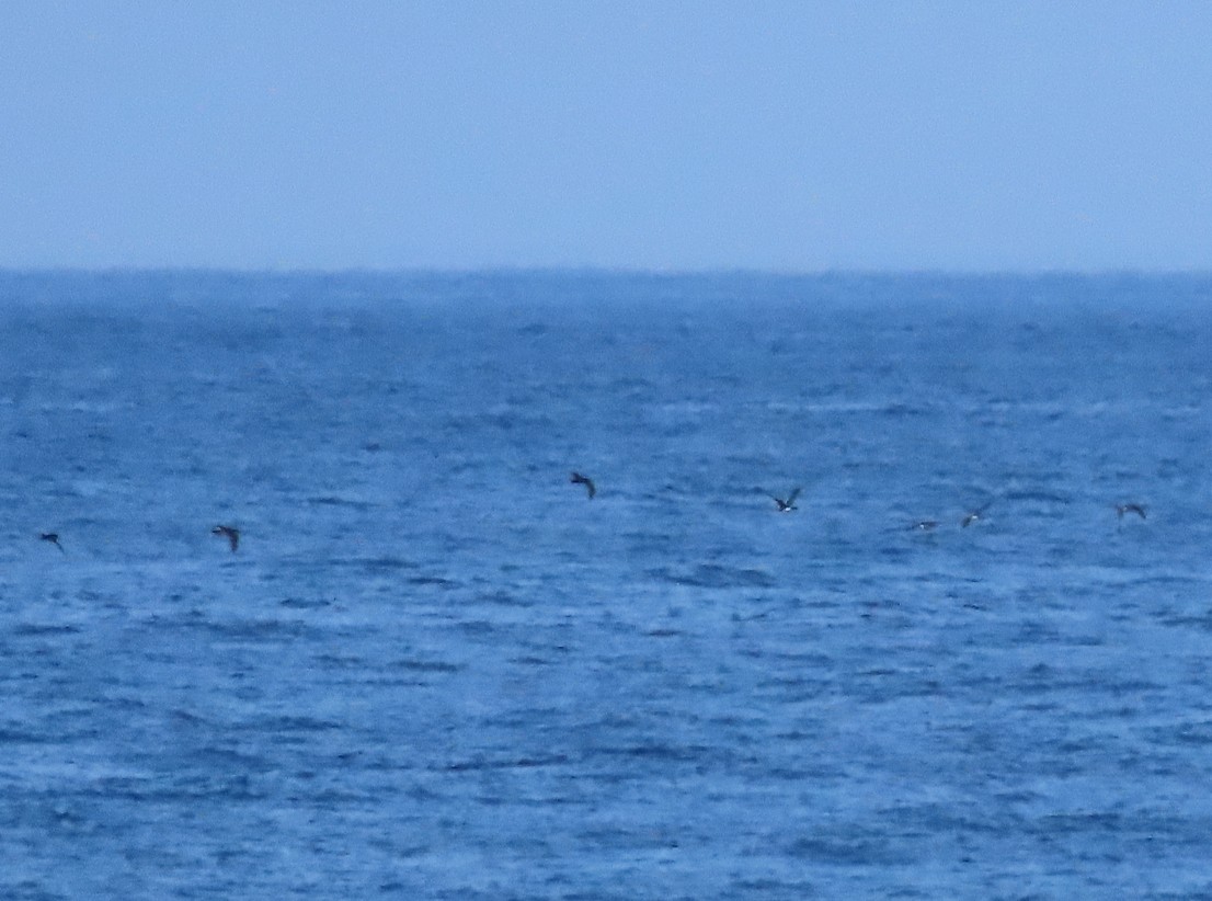 Yelkouan Shearwater - ML638504904