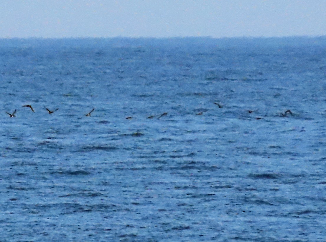 Yelkouan Shearwater - ML638504905