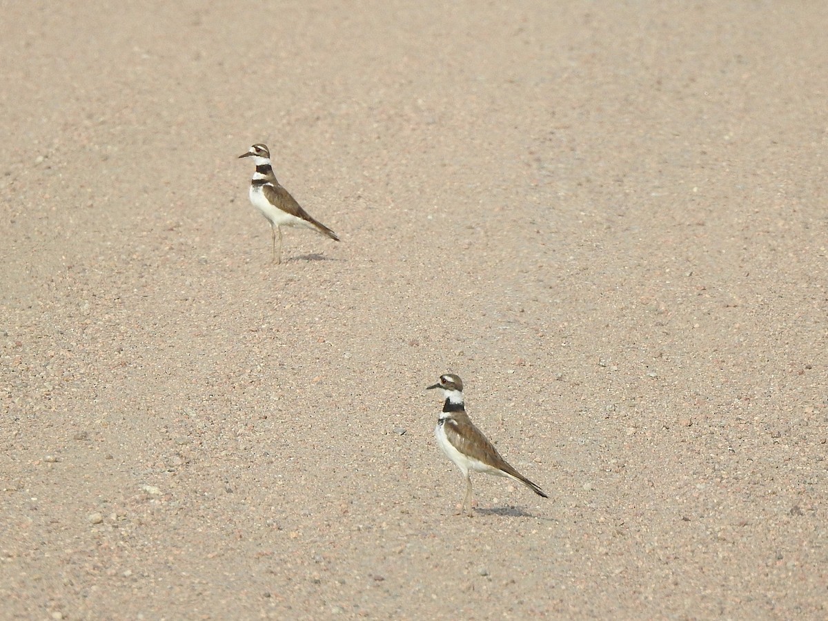 Killdeer - ML638504906