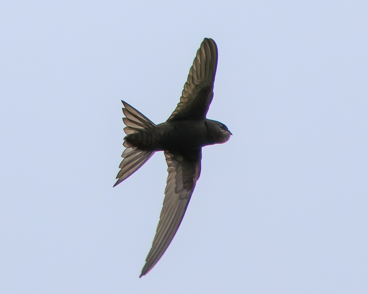 Common Swift - ML638504907