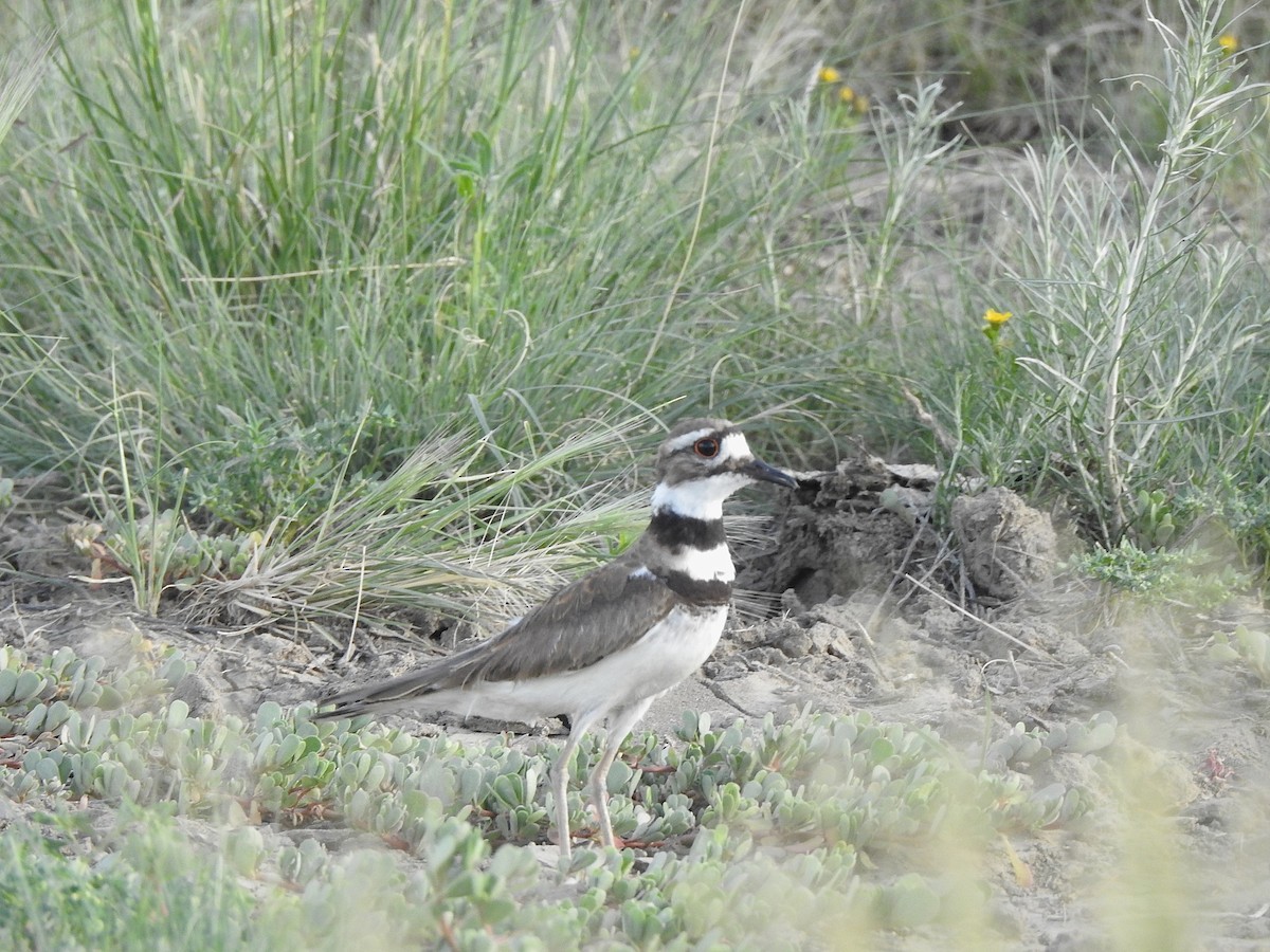 Killdeer - ML638504911