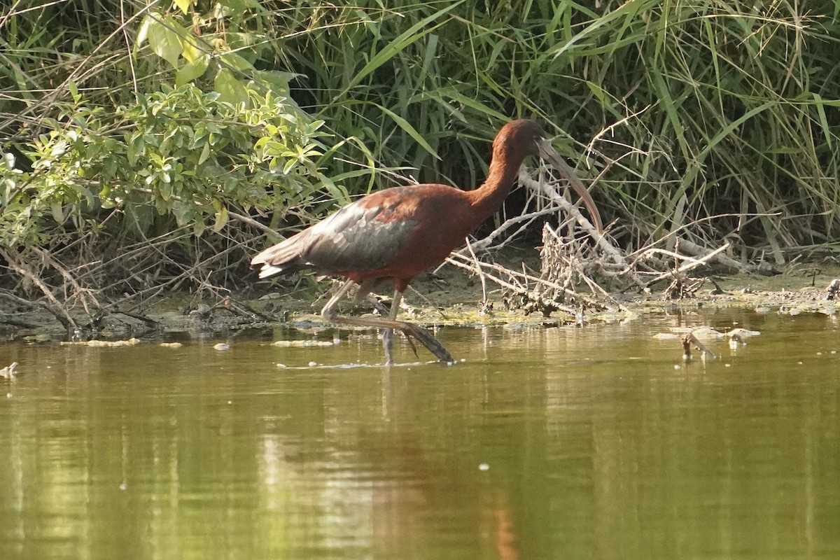 Glossy Ibis - ML638504912