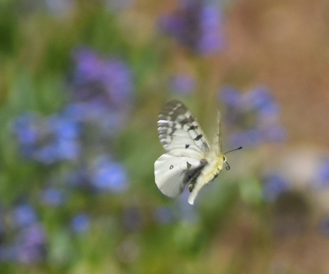 昆蟲綱 - ML638504917