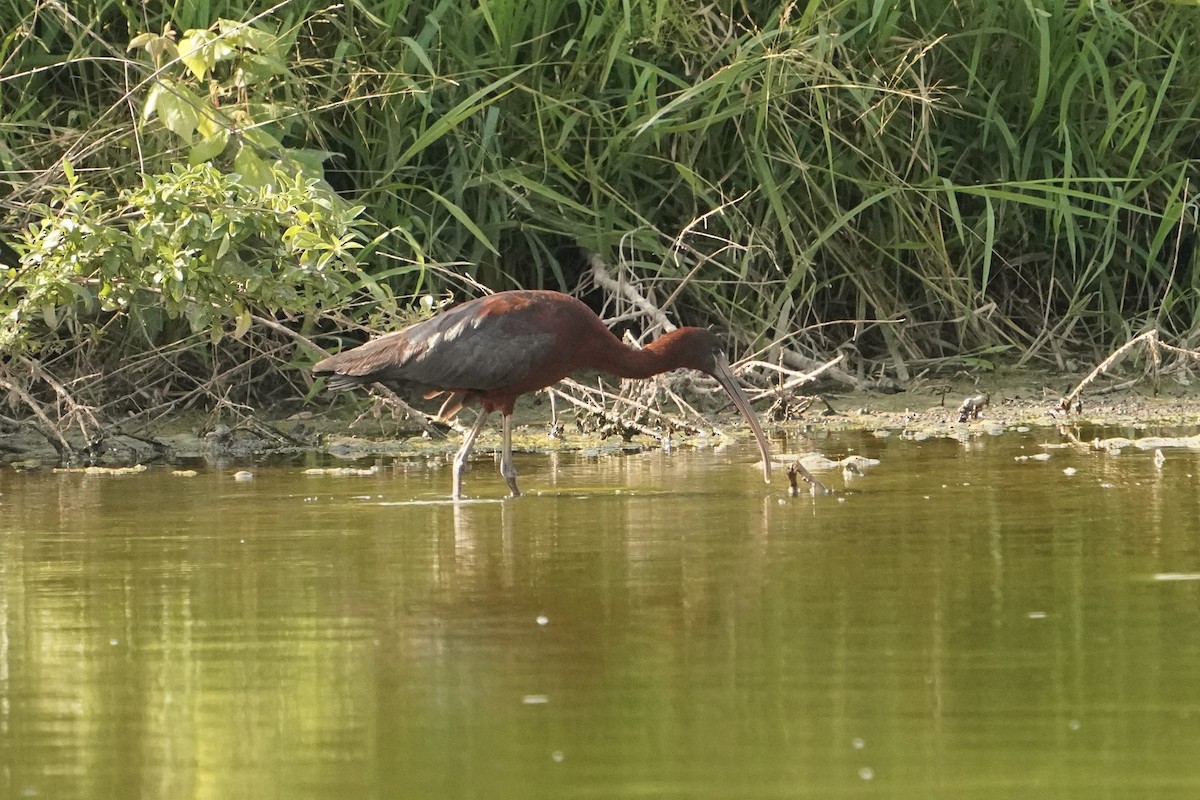 Glossy Ibis - ML638504918