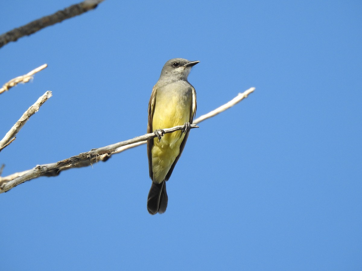 Cassin's Kingbird - ML638504925
