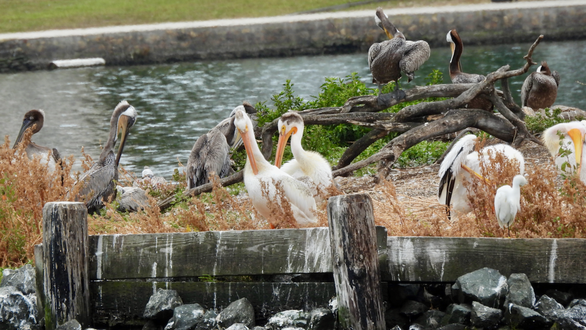 Brown Pelican - ML638504927