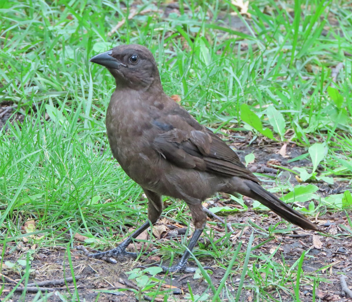 Common Grackle - ML638504931