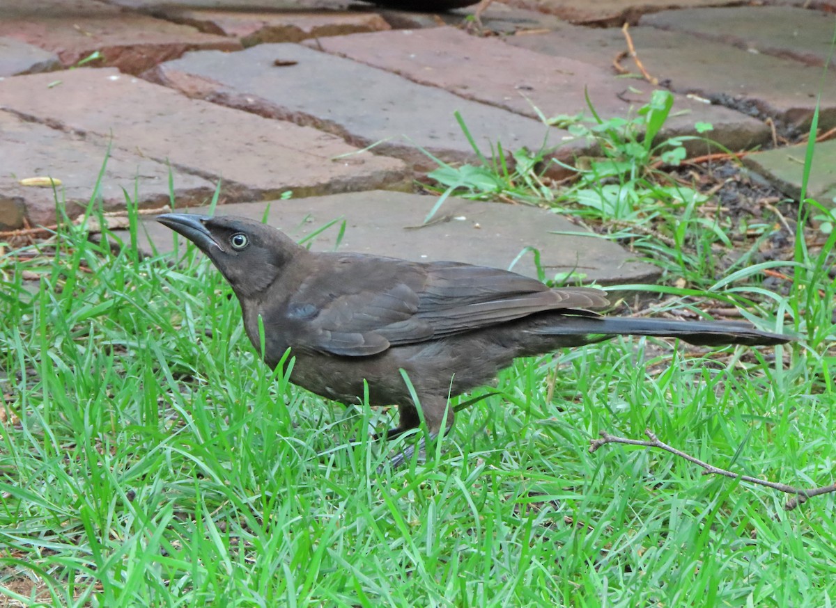 Common Grackle - ML638504932