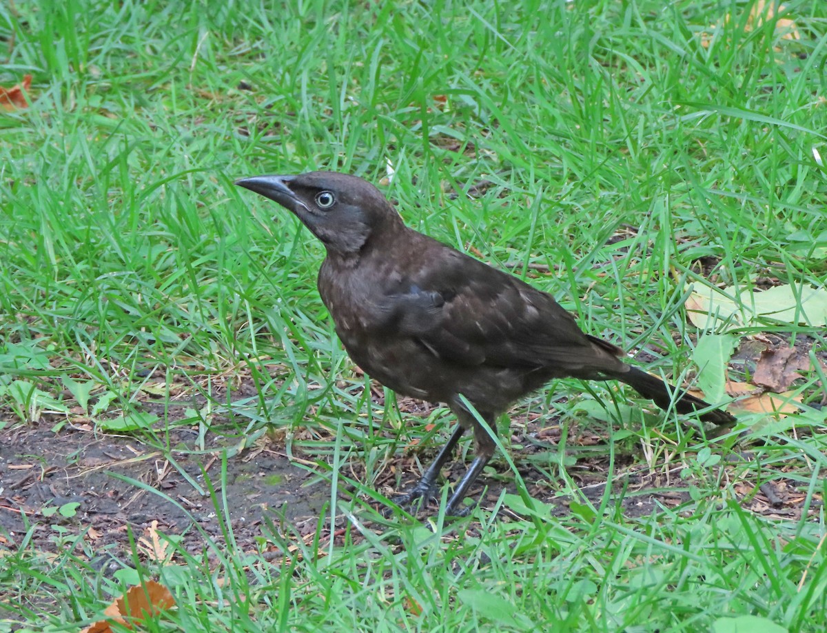 Common Grackle - ML638504933