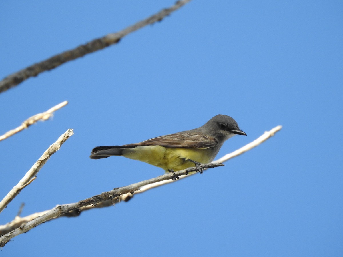 Cassin's Kingbird - ML638504934
