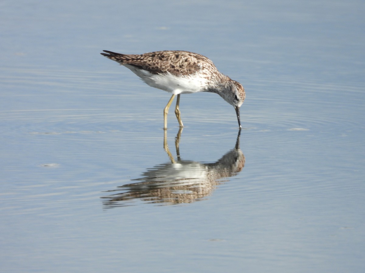 Marsh Sandpiper - ML638504939