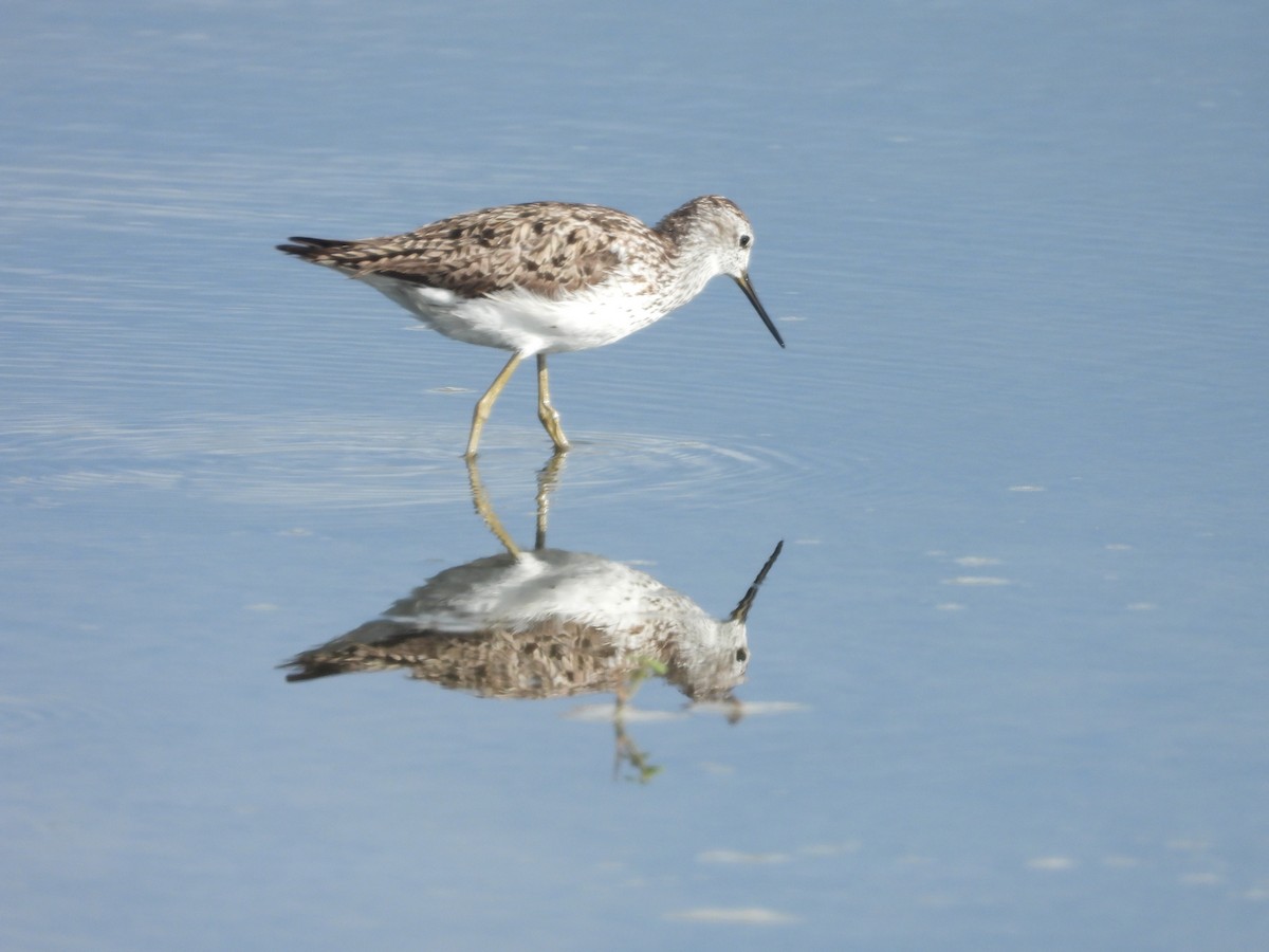 Marsh Sandpiper - ML638504940