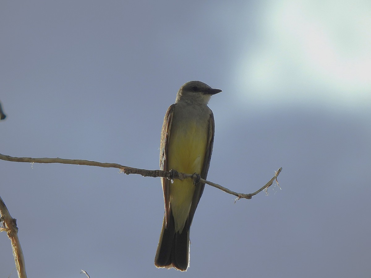 Western Kingbird - ML638504943