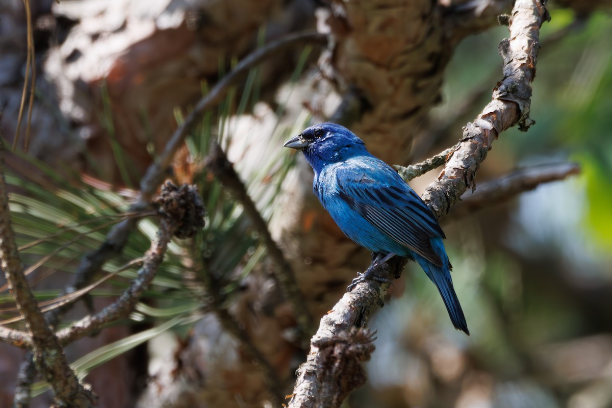 Indigo Bunting - ML638504945