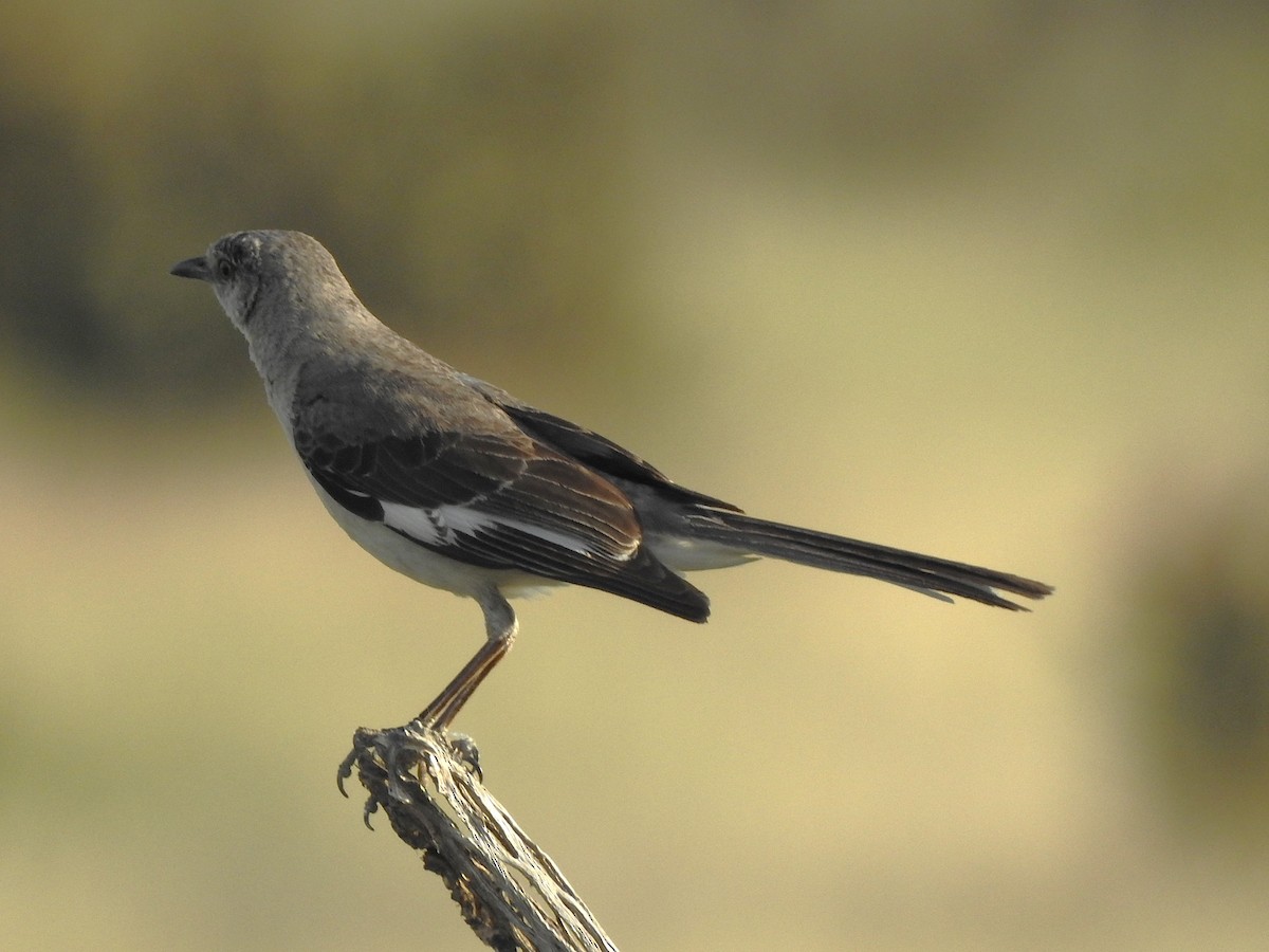 Northern Mockingbird - ML638504949