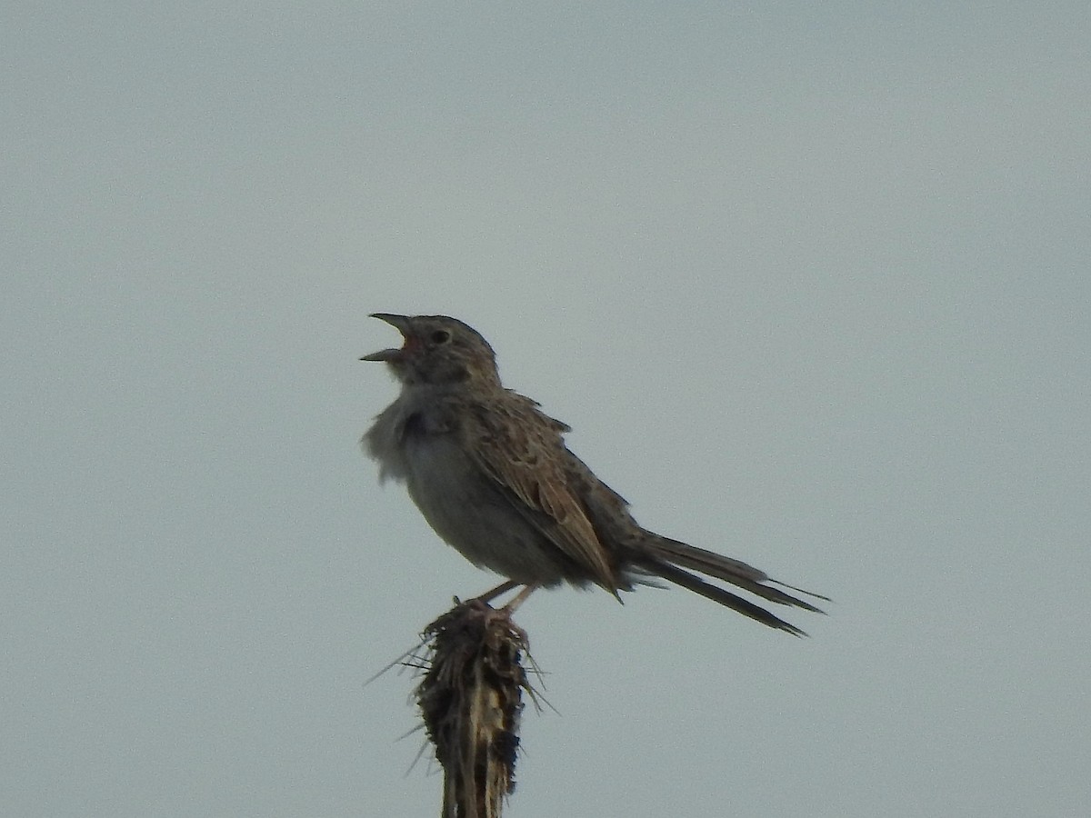 Cassin's Sparrow - ML638504998