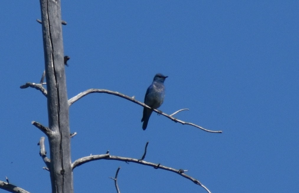Mountain Bluebird - ML638504999