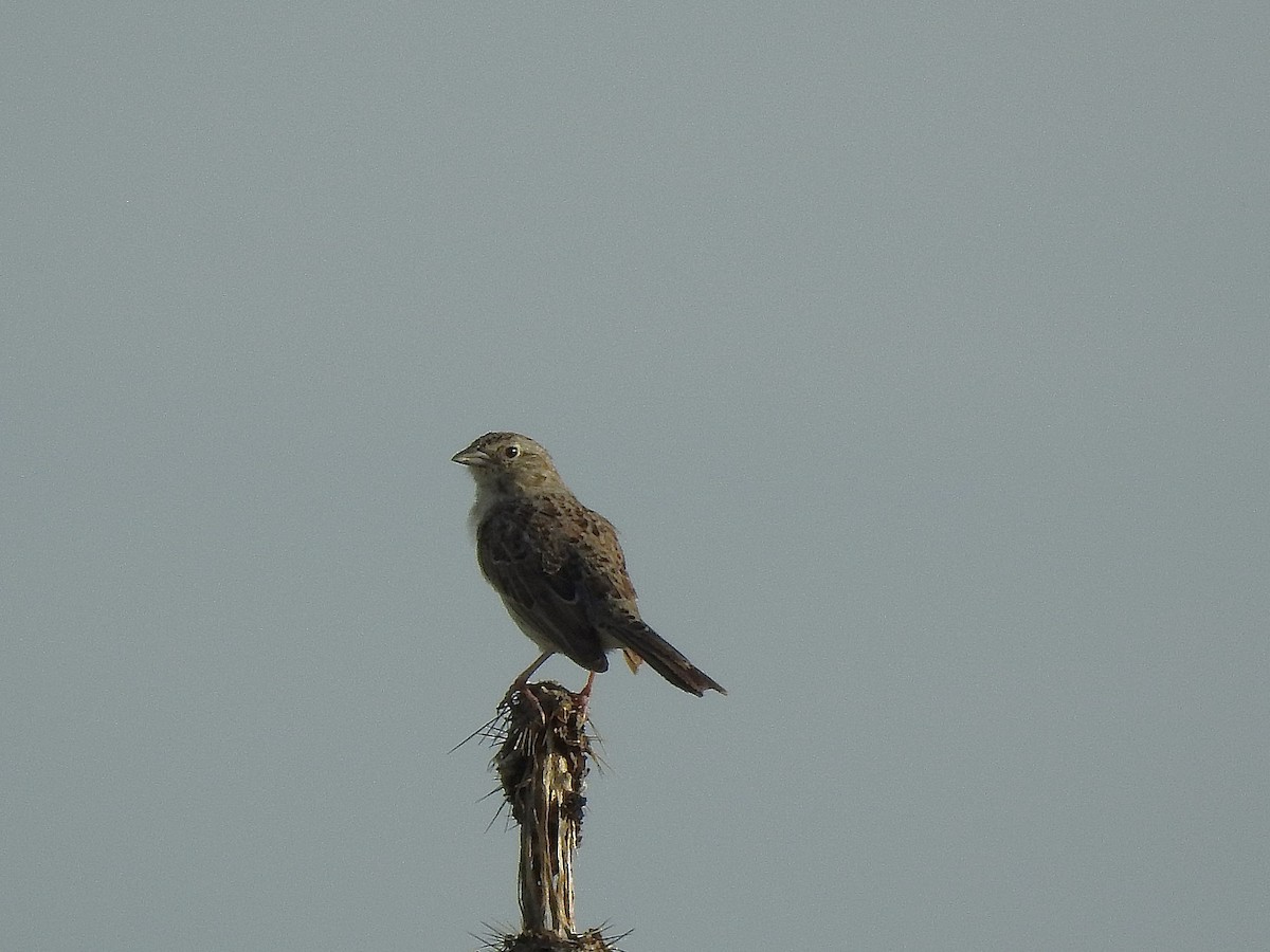 Cassin's Sparrow - ML638505000
