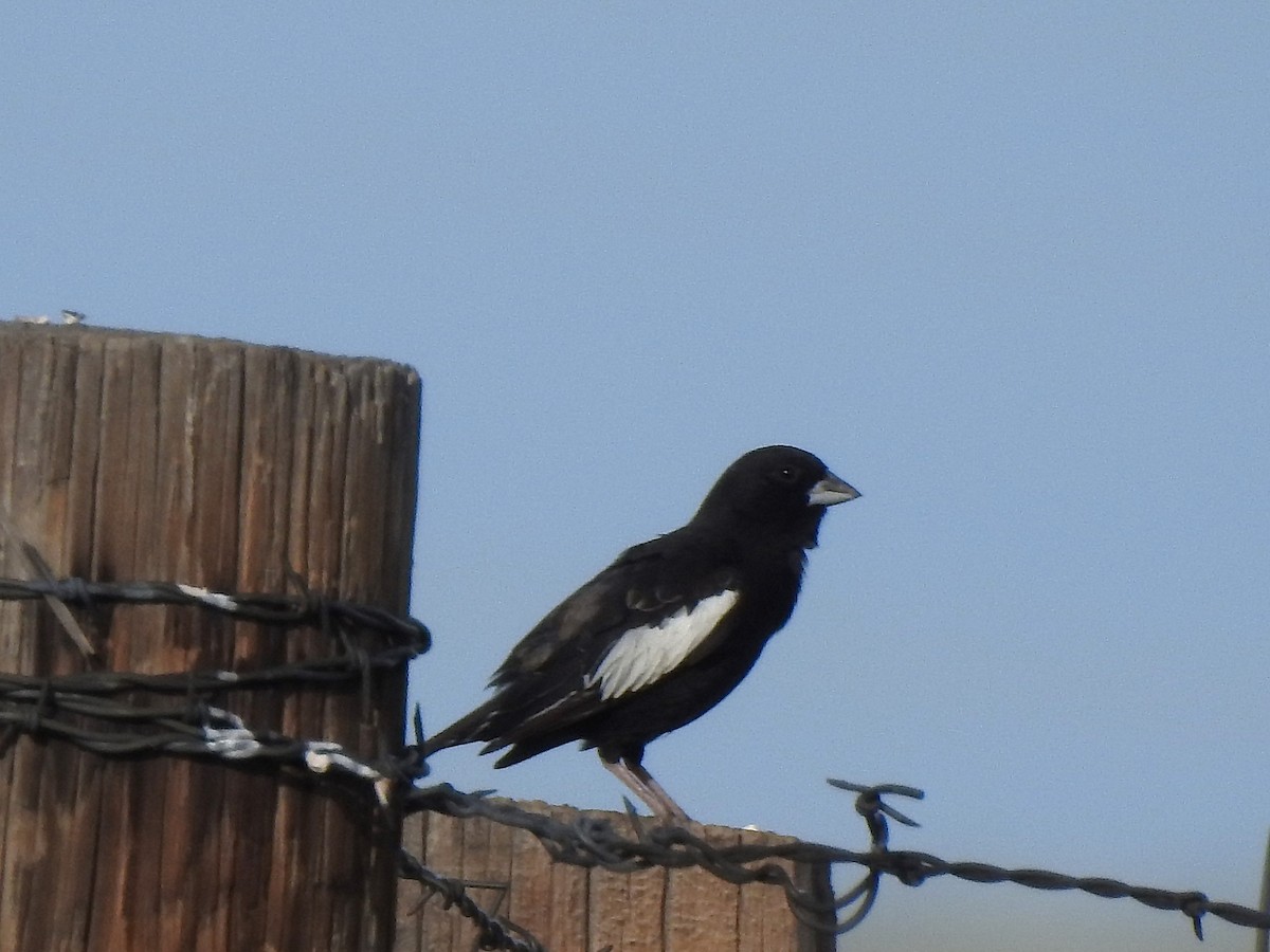 Lark Bunting - ML638505004