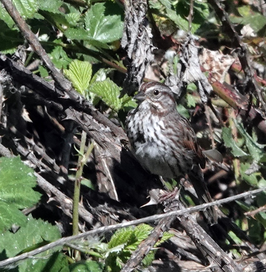 Song Sparrow (montana/merrilli) - ML638505021