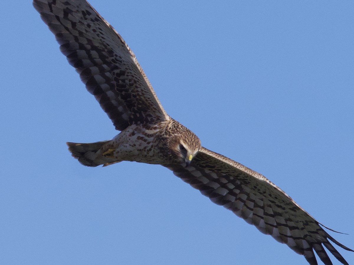 mørkmyrhauk - ML638505022