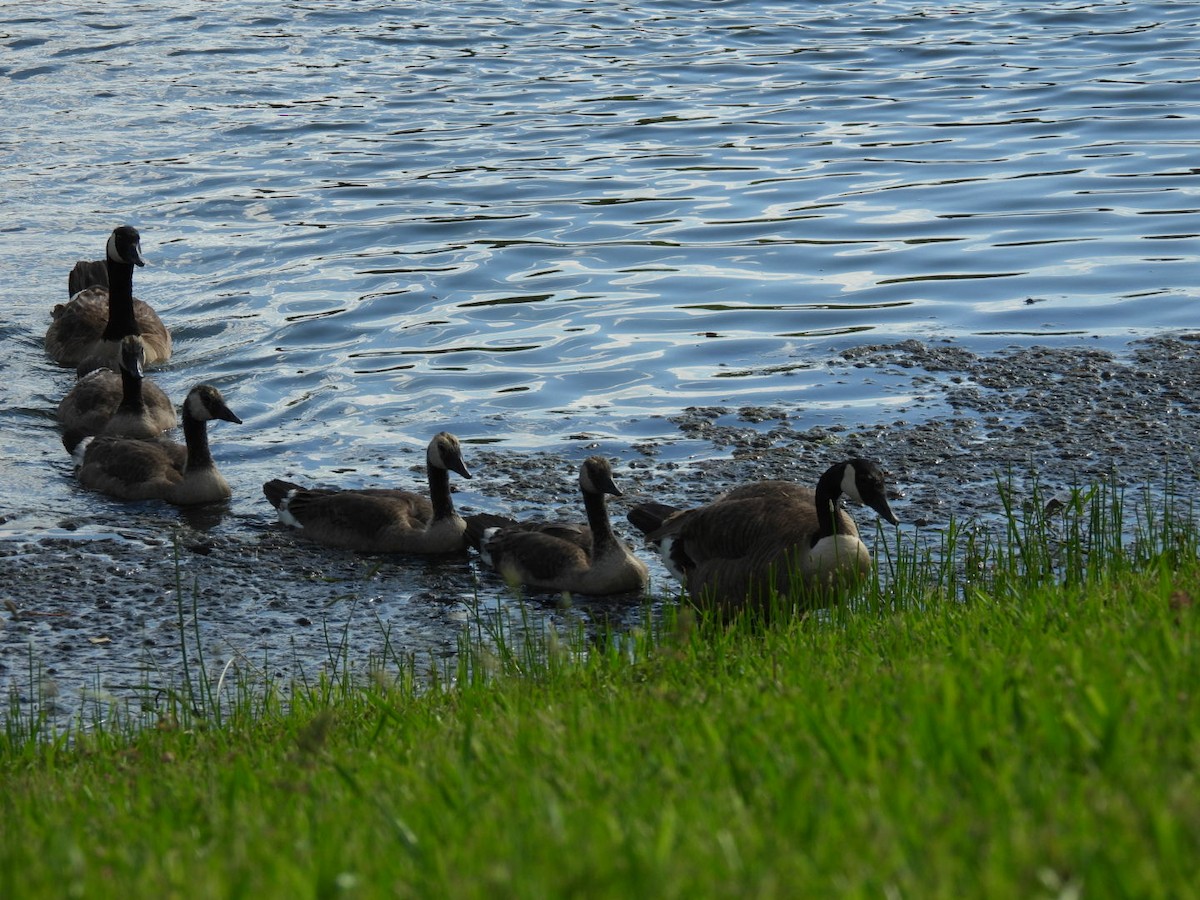 Canada Goose - ML638505026