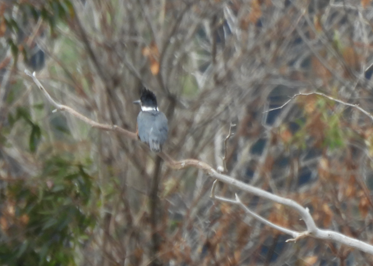 Belted Kingfisher - ML638505057