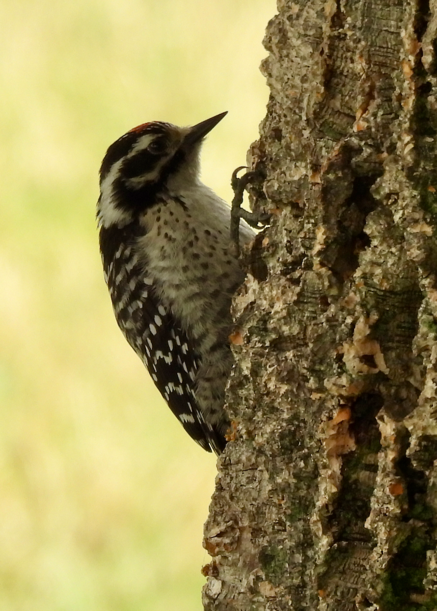 Nuttall's Woodpecker - ML638505074
