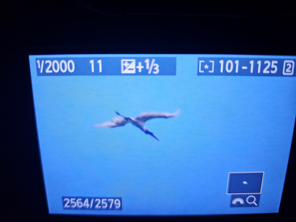 Jabiru - ML638505079
